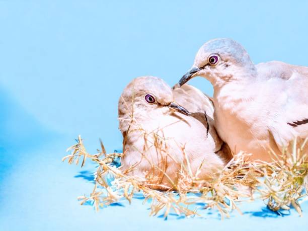 Bird rolinhas stock photo