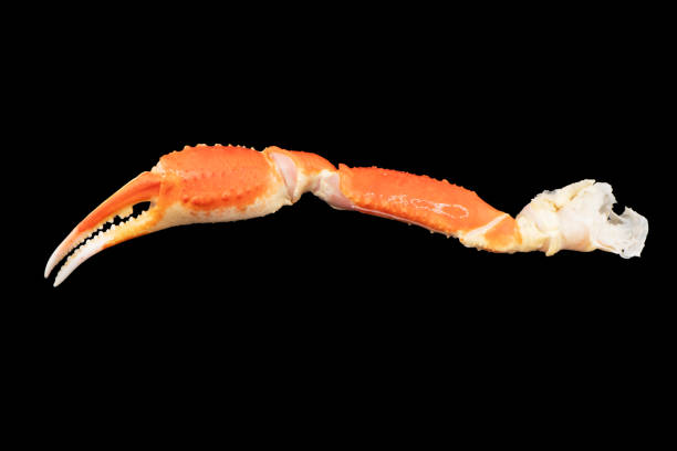 istock Cooked Peruvian Southern King crab leg isolated on a black background. Crab claws isolated on black background 1763454004