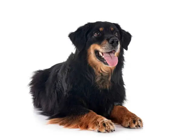 purebred Hovawart in front of white background