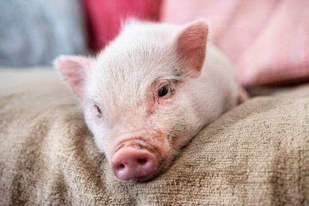 pink miniature pig on the sofa in an house