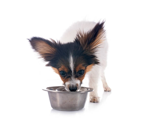 istock puppy papillon dog eating 1763459960