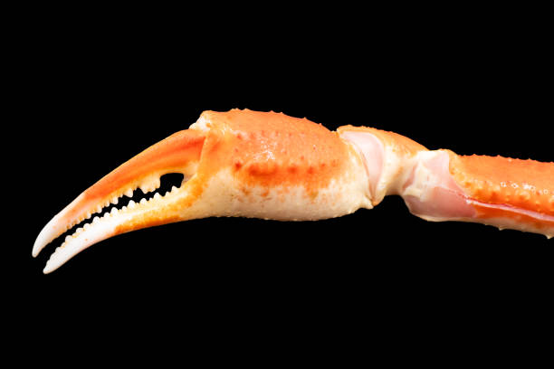 istock Cooked Peruvian Southern King crab leg isolated on a black background. Crab claws isolated on black background 1763462338