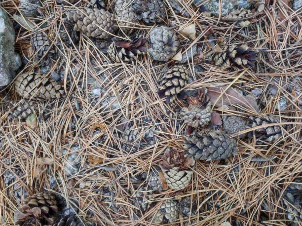 istock Autumn cones and needles on the ground, closeup 1763469204
