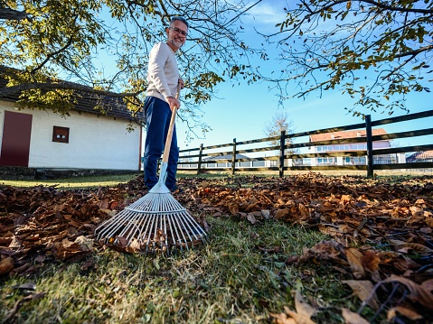 Mature man collecting leaves in the garden
