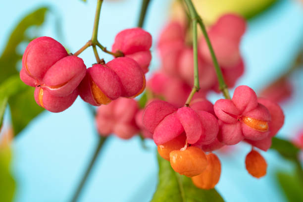 flor rosa y bayas de naranja de la planta euonymus - burning bush fotografías e imágenes de stock