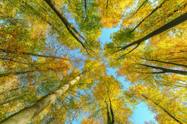 istock Autumn forest with setting sun shining through leaves and branches. Nature, forestry, Trees, habitat, environment and sustainability concepts, desktop 1763480814
