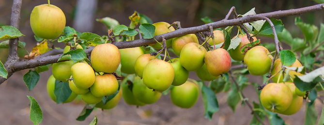 harvest of apples on the tree. Selective focus. Nature