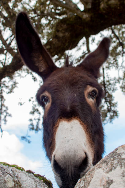 istock Donkey portraits, in a pasture in their natural state 1763482085