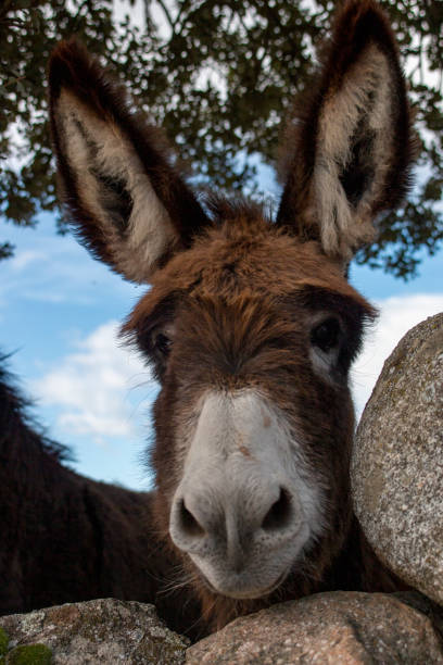 istock Donkey portraits, in a pasture in their natural state 1763482113