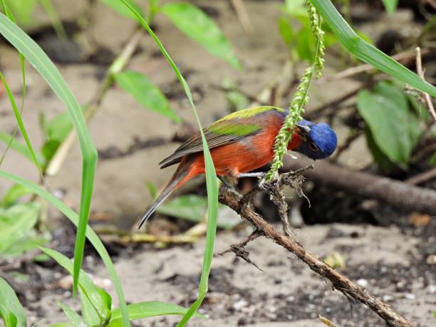istock Painted Bunting (Passerina ciris) - male perched on a plant stem eating grass seeds 1763490540