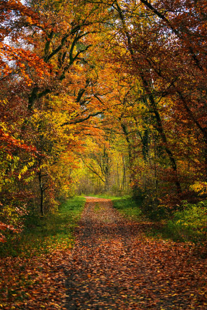 istock Autumn forest with setting sun shining through leaves and branches. Nature, forestry, Trees, habitat, environment and sustainability concepts, desktop 1763496243