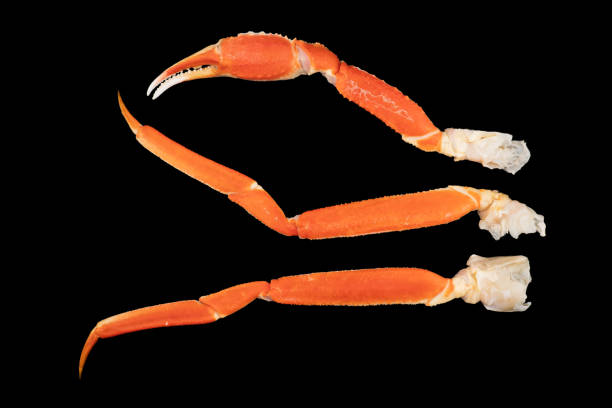 Cooked Peruvian Southern King crab leg isolated on a black background. Crab claws isolated on black background stock photo