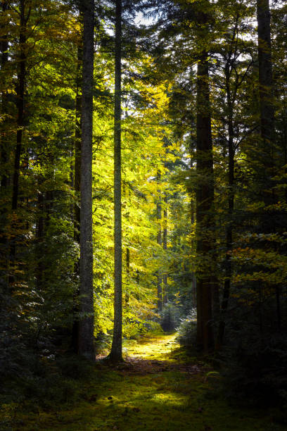 Autumn forest with setting sun shining through leaves and branches. Nature, forestry, Trees, habitat, environment and sustainability concepts, desktop