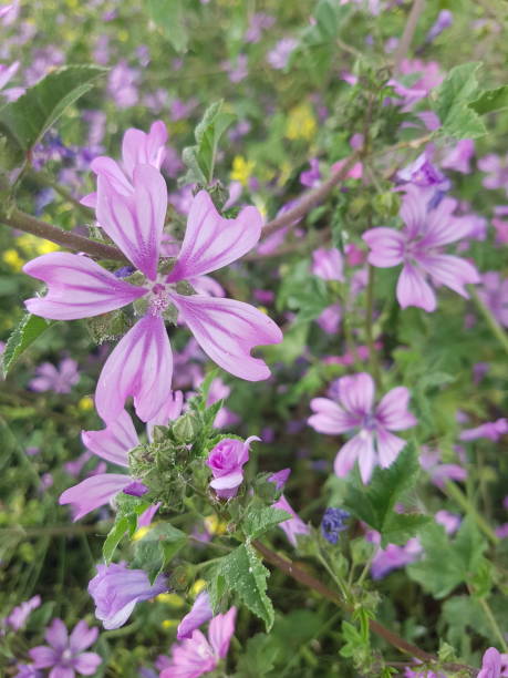 istock Purple wildflowers 1763514800