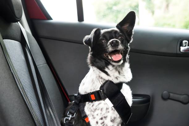 istock Dog Sitting In A Car 1763521155