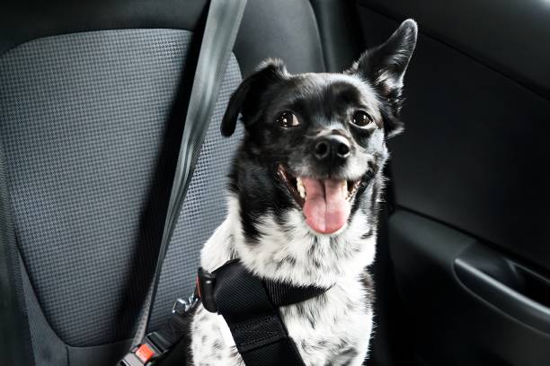 istock Dog Sitting In A Car 1763521156