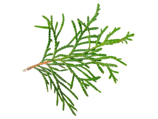 istock a twig of thuja on a white isolated background 1763523578