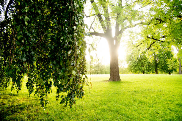 istock The sun shines through the trees in a park 1763528512