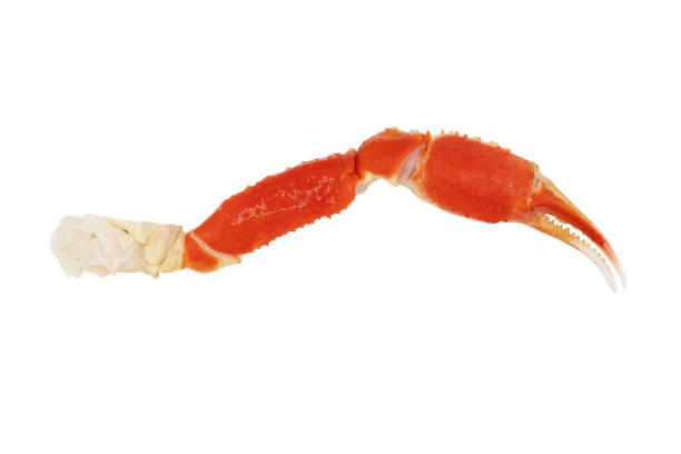 istock Cooked Peruvian Southern King crab leg isolated on a white background. Crab claws isolated on white background 1763528520