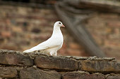 A Beautiful White Pigeon on Bricks wall, A symbol of Peace