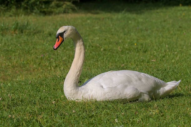 istock A bright beautiful white swan is located on a green meadow. 1763544284