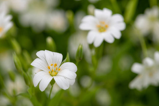 istock Greater stitchwort (rabelera holostea) flowers 1763549077