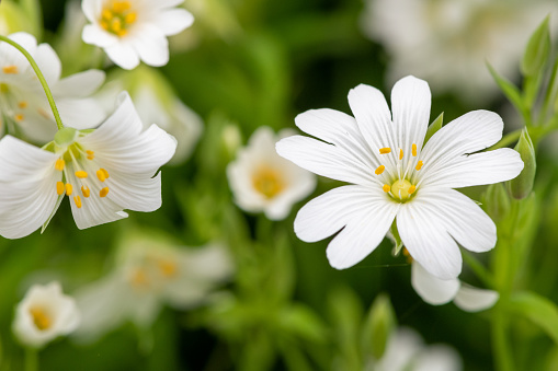 Macro shot of a greater stitchwort (rabelera holostea) flower in bloom