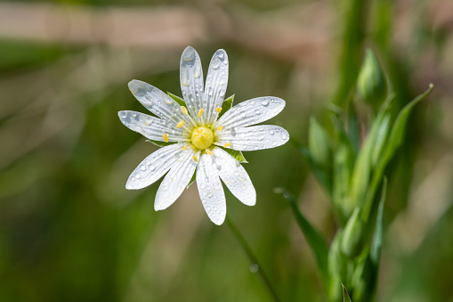 Macro shot of a greater stitchwort (rabelera holostea) flower covered in dew droplets
