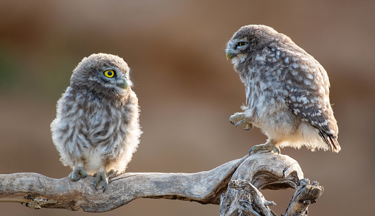 Little owl in the wild. Athene noctua. Two owl chick on a stick, on a beautiful background.