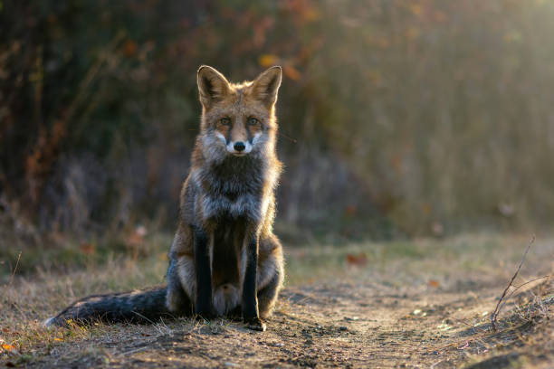 istock Red fox Vulpes vulpes. Wild fox. Close up. Beautiful background 1763551354