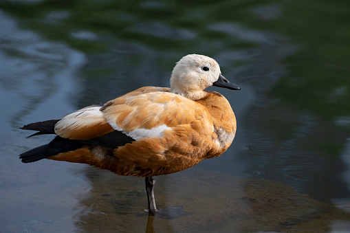 A roody shelduck (jenny) is standing in the water, Moscow, Russia
