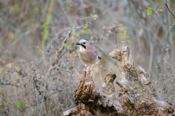 istock Eurasian jay Garrulus glandarius in the wild 1763552558