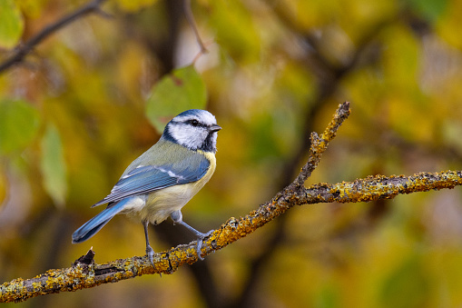 Bird Eurasian blue tit Cyanistes caeruleus in the wild. Songbird.. Close up.