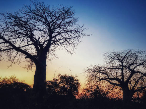 Baobab trees at sunset, Ruaha National Park,Tanzania Beautiful landscape with  baobab trees in Ruaha National Park. africa sunset ruaha national park tanzania stock pictures, royalty-free photos & images