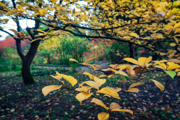 Beautiful autumn tree with yellow leaves in the park. Selective focus on the foreground