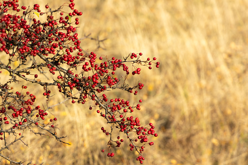 Beautiful Hawthorn in autumn Colours. Crataegus Monogyna