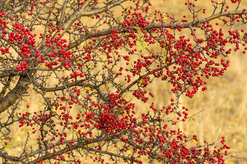 Rowan bunches on a branch. Ripe red berries. Wild berries on the tree close-up.