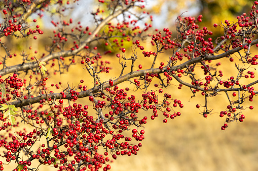 Close up of a branch of rowan (Sorbus aucuparia, also known as  mountain-ash), with bright red fruits. For many centuries, the fruits and leaves of the rowan were used by people for the preparation of food and drink, as folk medicine and as cattle feed.