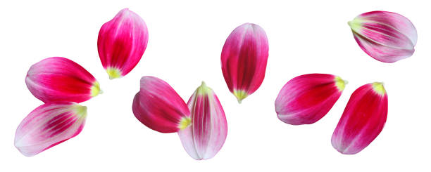 istock magenta dahlia petals isolated on white background. top view. 1763585737