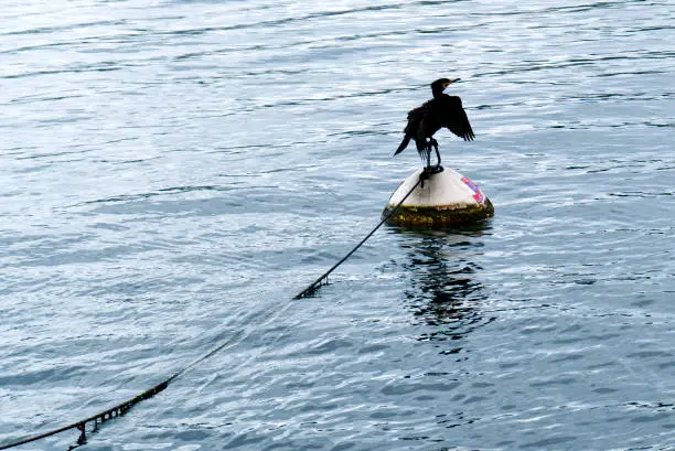 Photo of a black bird balancing on a buoy in the middle of the lake