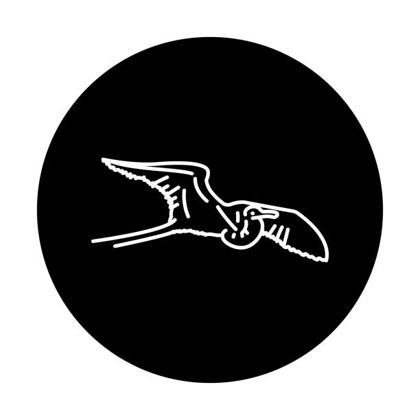 Frigatebird black line icon. Frigatebird black line icon. Pictogram for web page, mobile app, promo. frigate stock illustrations