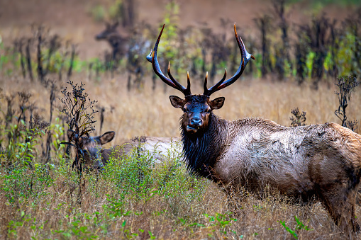 Elk looking at camera in field. Rutting season in October