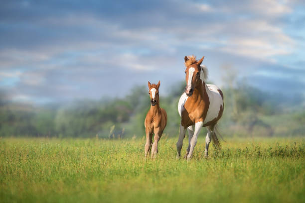 istock Horse run with baby 1763602370