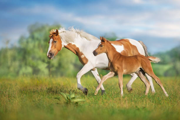 Horse run with baby