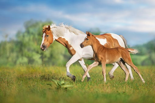 Red mare and foal run on spring green  meadow