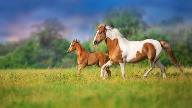 istock Horse run with baby 1763602902
