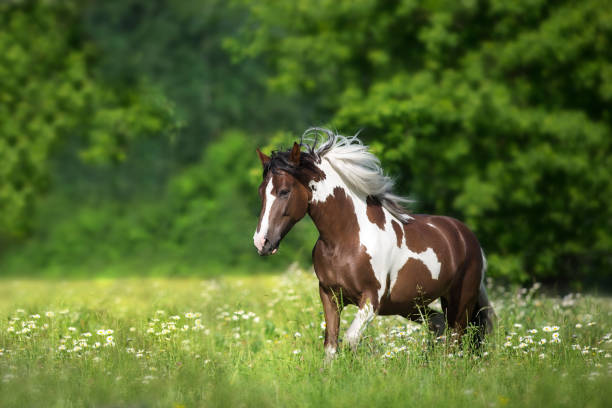 istock Piebald horse run in flowers 1763602903