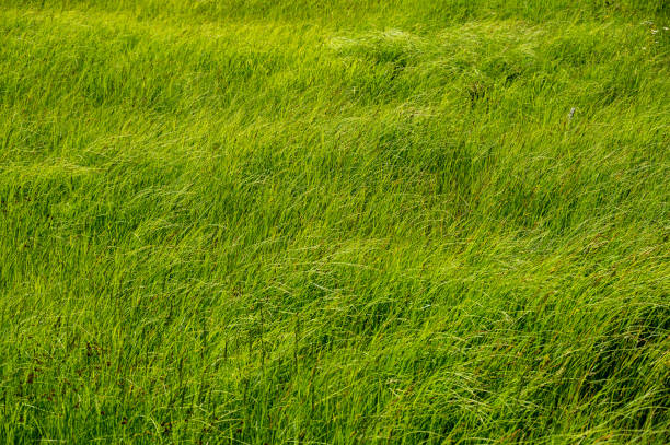 Bright Green Grass Blows In The Wind
