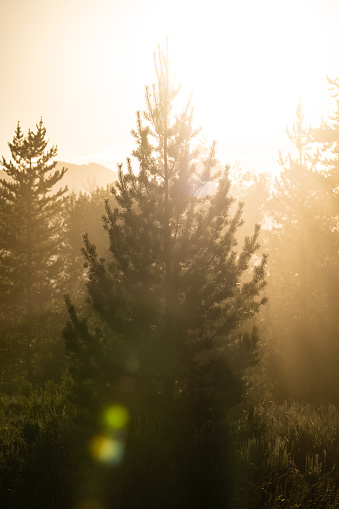 Bright Sun Backlights Pine Tree With Sunburst