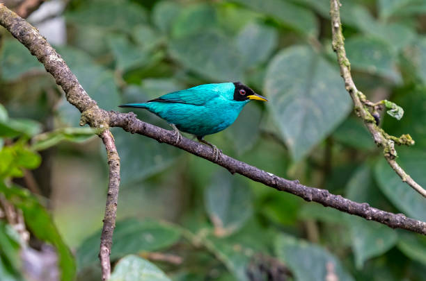 istock Green Honeycreeper, Mindo Cloud Forest, Ecuador 1763607454